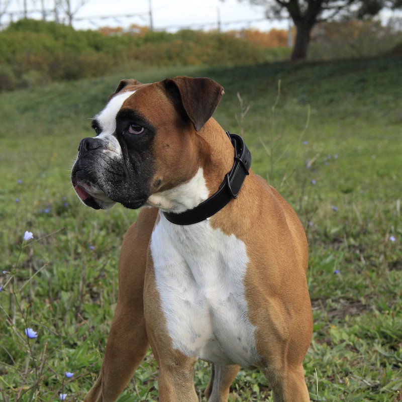 Joey le boxer avec le collier bochiro total black