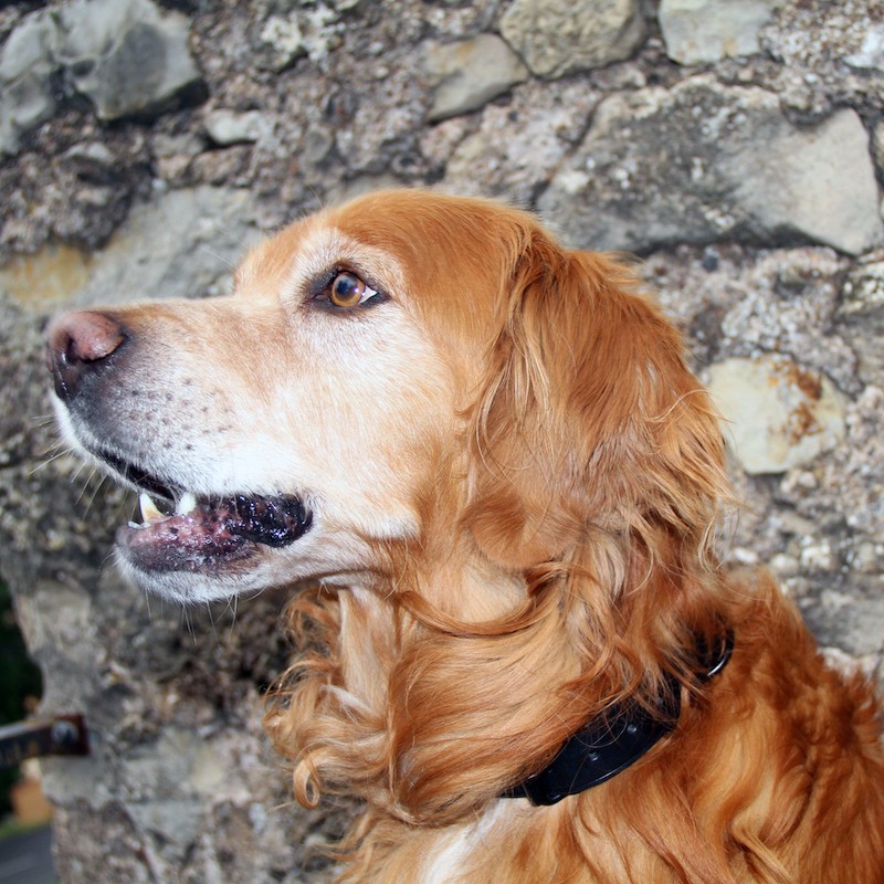 Goldie le golden retriever avec son collier en cuir made in france bochiro