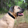 collier en cuir pour chien fabrication artisanale